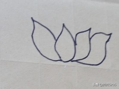 荷花的照片荷花的照片真实图片