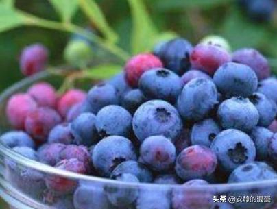 新鲜蓝莓怎么吃才好？(新鲜的蓝莓怎么吃好)
