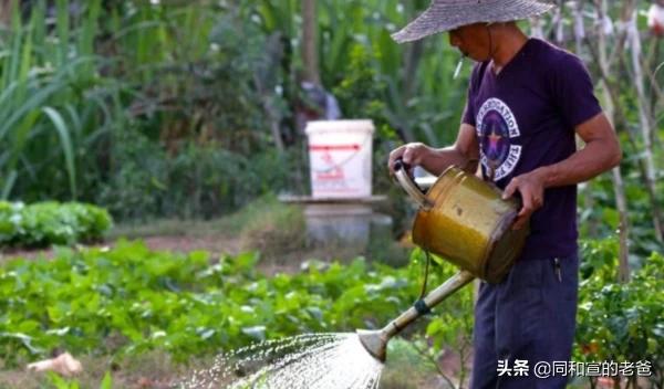 花卉红钻怎么养? 花卉红钻怎么养护!