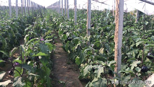 露天阳台种植蔬果大棚,露天阳台种植蔬果大棚好吗