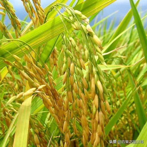 明天武都的天气预报15天（种植水稻首先要考虑自然条件是什么？）