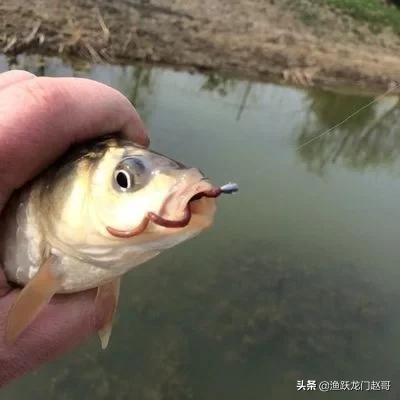 鱼饵最佳搭配,鱼饵最佳搭配方法