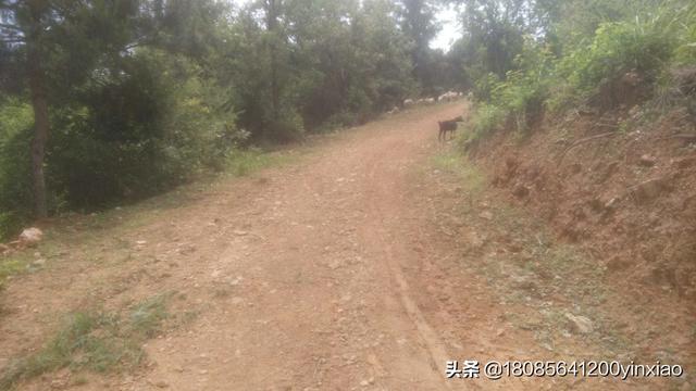 贵州养殖什么最好最赚钱 贵州黔北地区种养殖什么好？