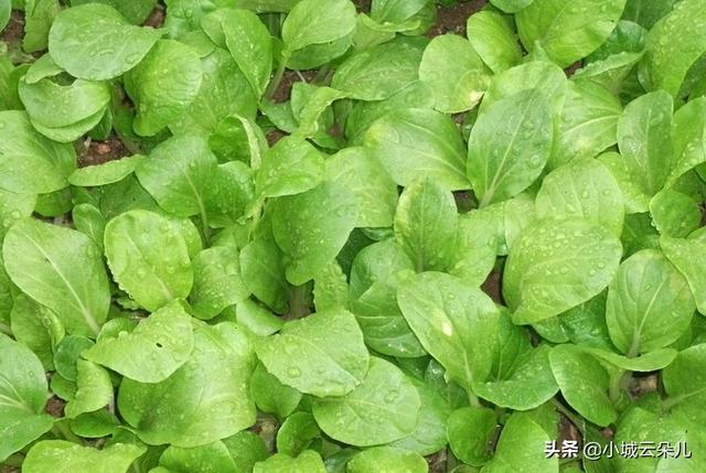 阳台小白菜种植方法,阳台小白菜种植方法全过程