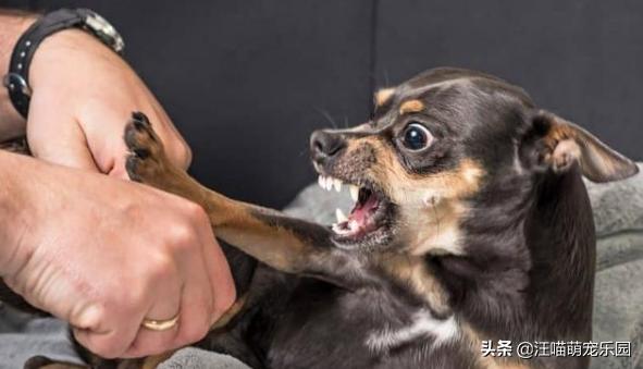 七个月的柯基为何会喜欢咬人,第3张