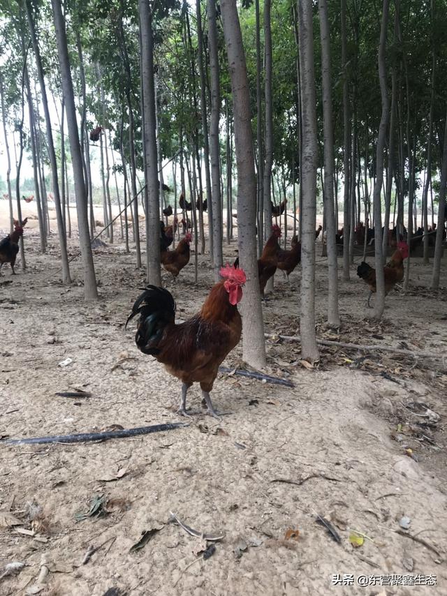 北京养殖土鸡-北京养殖土鸡的地方