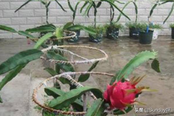 关于阳台水果的种植,关于阳台水果的种植作文