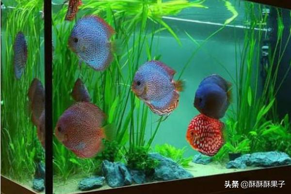 七彩鱼不吃食,总是躲在角落怎么办,第2张