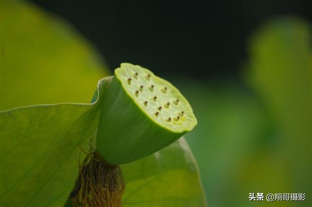 花卉壁纸素材?花卉壁纸素材高清!