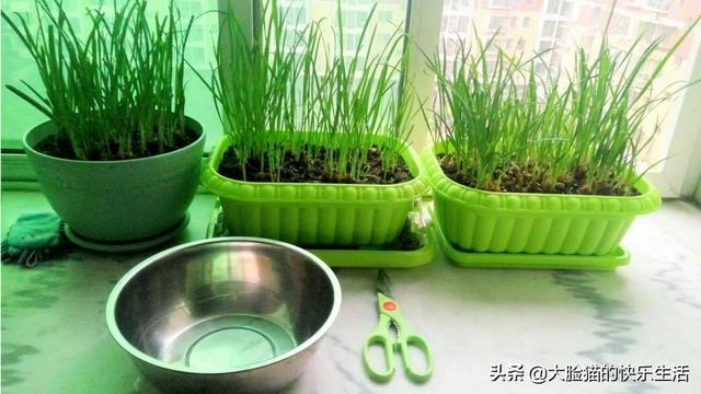 阳台冬季种植蔬菜,阳台冬季种植蔬菜有哪些