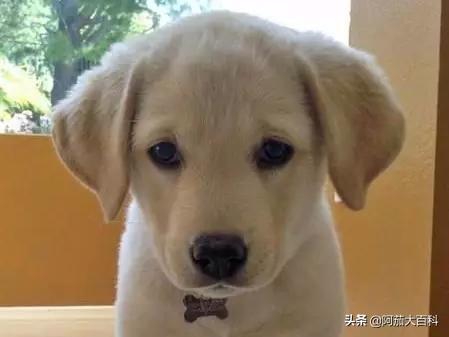 拉布拉多多大才能懂事,第1张