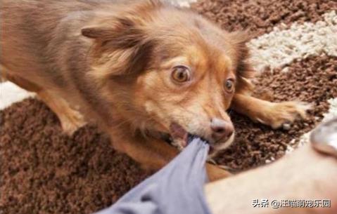 七个月的柯基为何会喜欢咬人,第5张