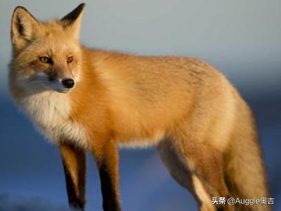 狐狸的故事大全二年级（关于狐狸的故事二年级小朋友应该知道的）