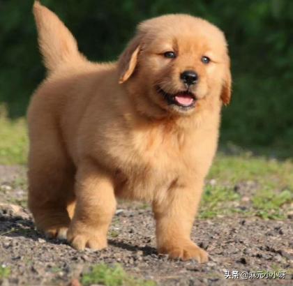金毛犬狗狗的可以活到几岁