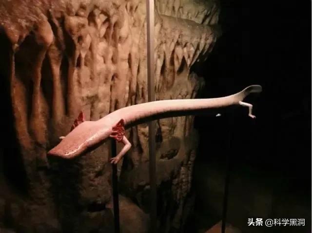 海蛇图片(很粗很短的蛇是什么蛇？)