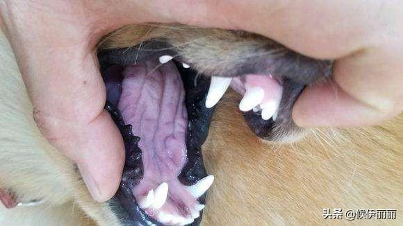 狗牙?狗牙根草!