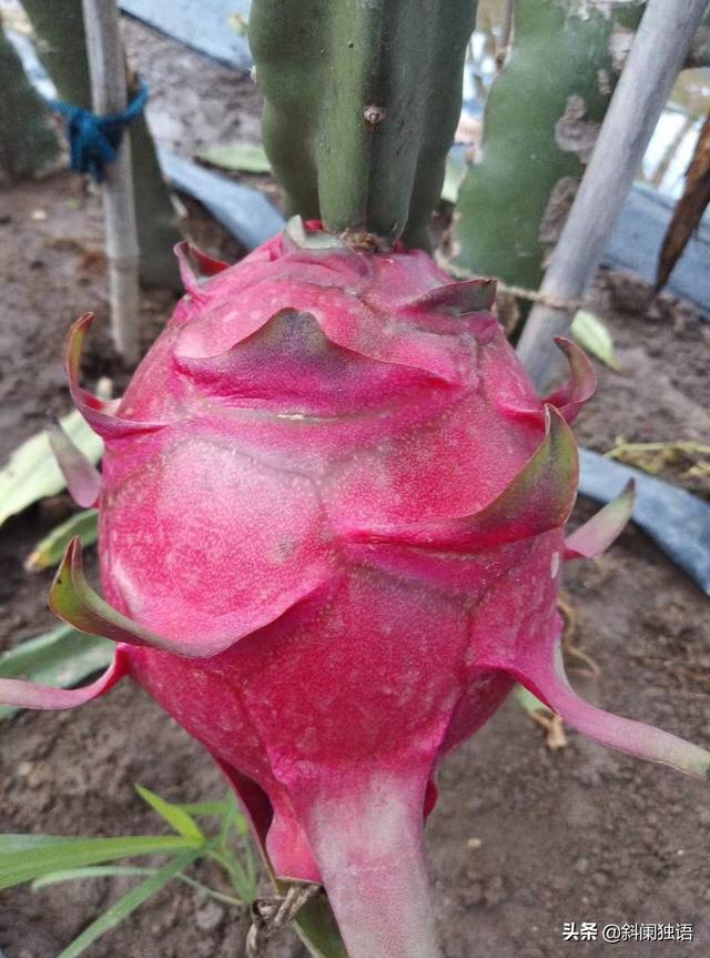 绿化种植土多少钱一方 花肥 浇水好