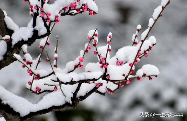 小学一年级咏雪的诗句（一年级咏雪诗原文）