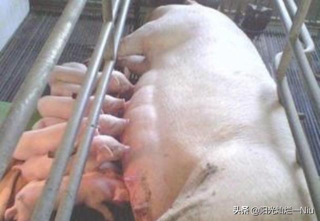 如东猪价会不会涨-如东猪价今日什么价格