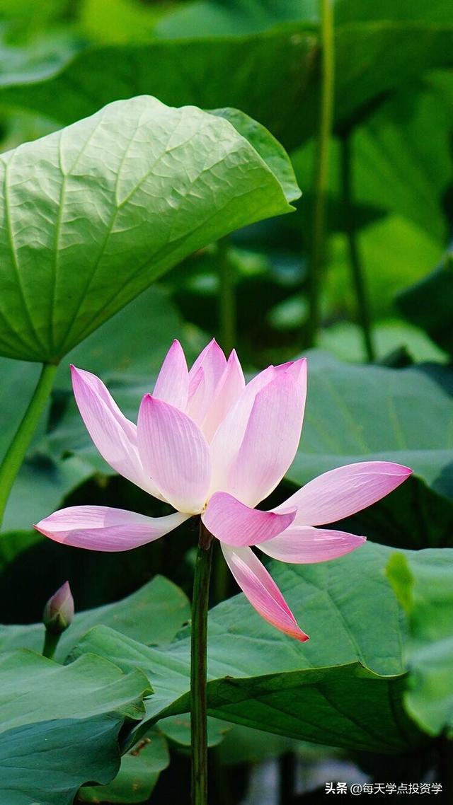 住宅景观设计pdf住宅景观设计方案排版