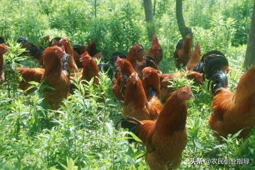 草鸡养殖-草鸡养殖场