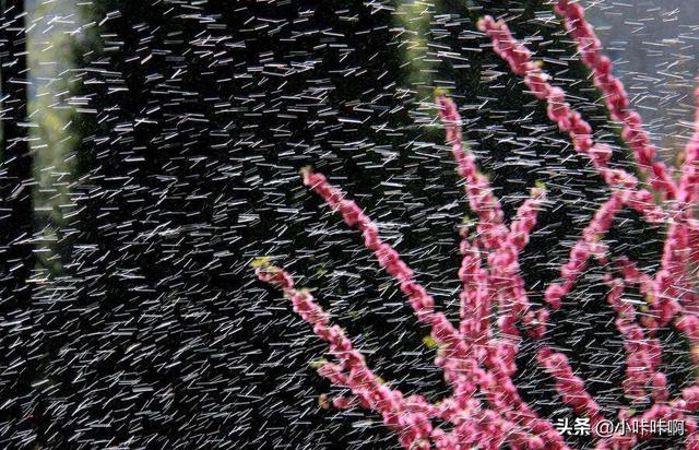 [雨打风吹]风吹雨打是不是一个成语？