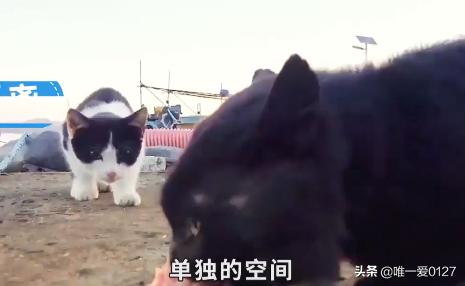 处理猫猫打架的方法,第1张