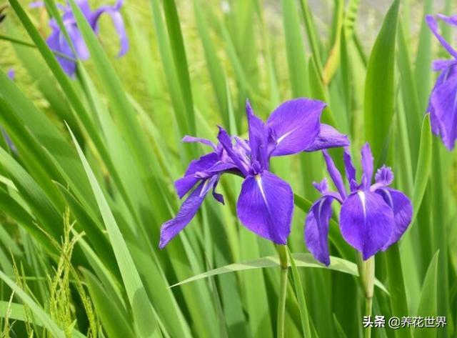 家庭花卉种植盆栽?家庭花卉种植盆栽图片!