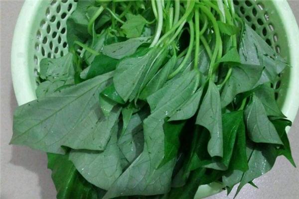 红薯叶一斤卖300