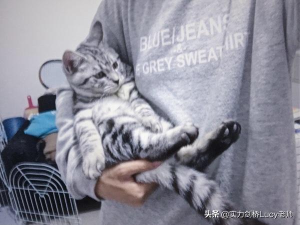 猫为什么不让抱，如何改变它的这个习惯