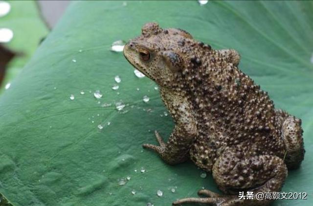 学习养殖知识致富，养殖致富之路