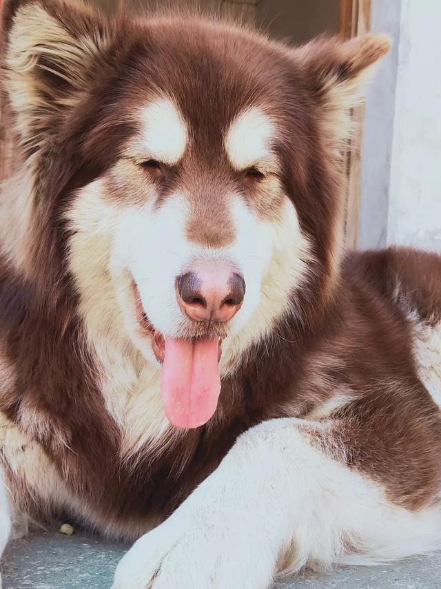 家里有孩子养狗要注意什么,第2张