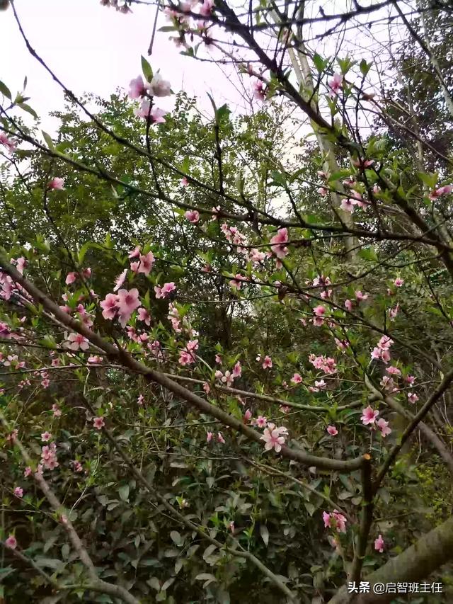 天津河西哪个楼盘最好的