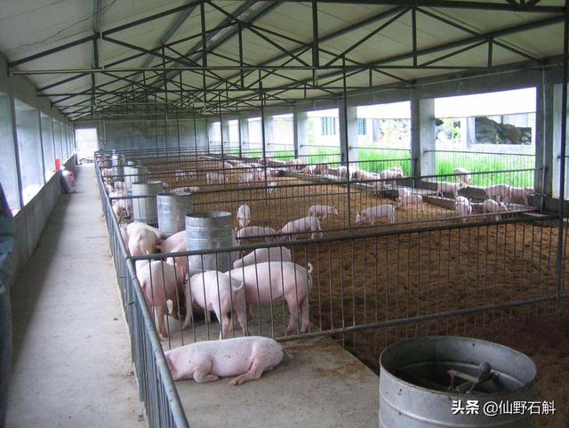 胖猪宝猪饲料-胖猪食品