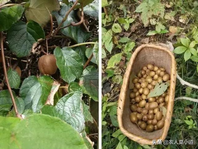 空中花园适合种植水果吗,空中花园适合种植水果吗视频