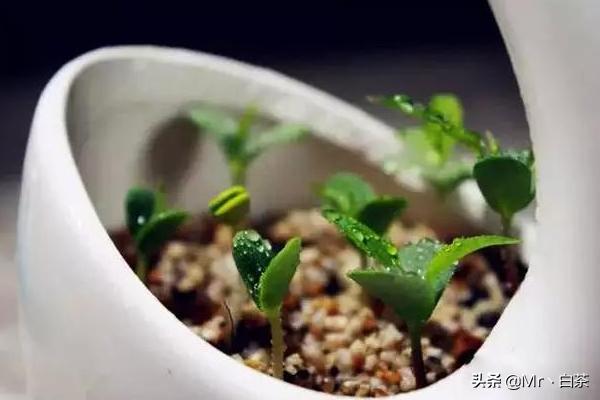 小孩吃剩的水果怎么处理(图10)