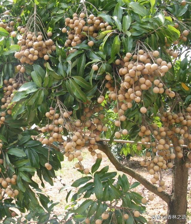 河南阳台种植,河南阳台种植最简单三个步骤