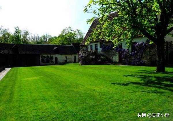 家庭种植草坪选什么品种好,第5张