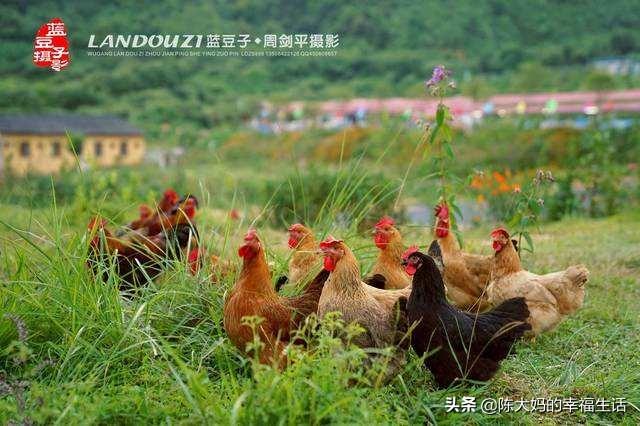 农家土菜做法大全集视频(图11)