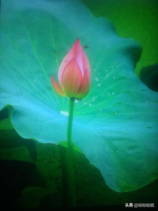 阳台种植怎么换土,阳台种植怎么换土最好