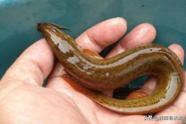 利用大水缸养泥鳅方法,第1张
