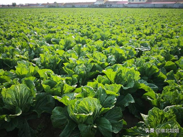 冬天白菜的种植技术 冬天白菜的种植技术与管理