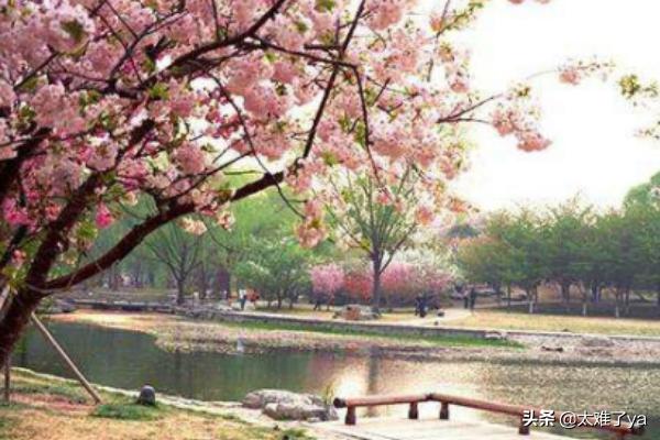 合肥滨湖湿地公园 （合肥滨湖湿地公园景点介绍）