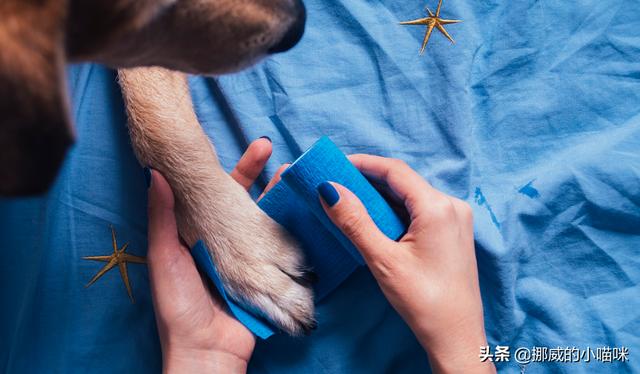 2个月大的边境牧羊犬脚受伤了怎么处理,第3张