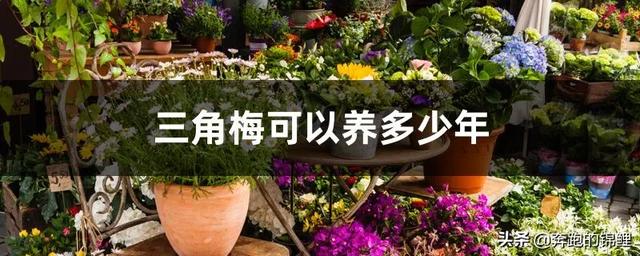 三角梅 （三角梅的养护方法及注意事项）