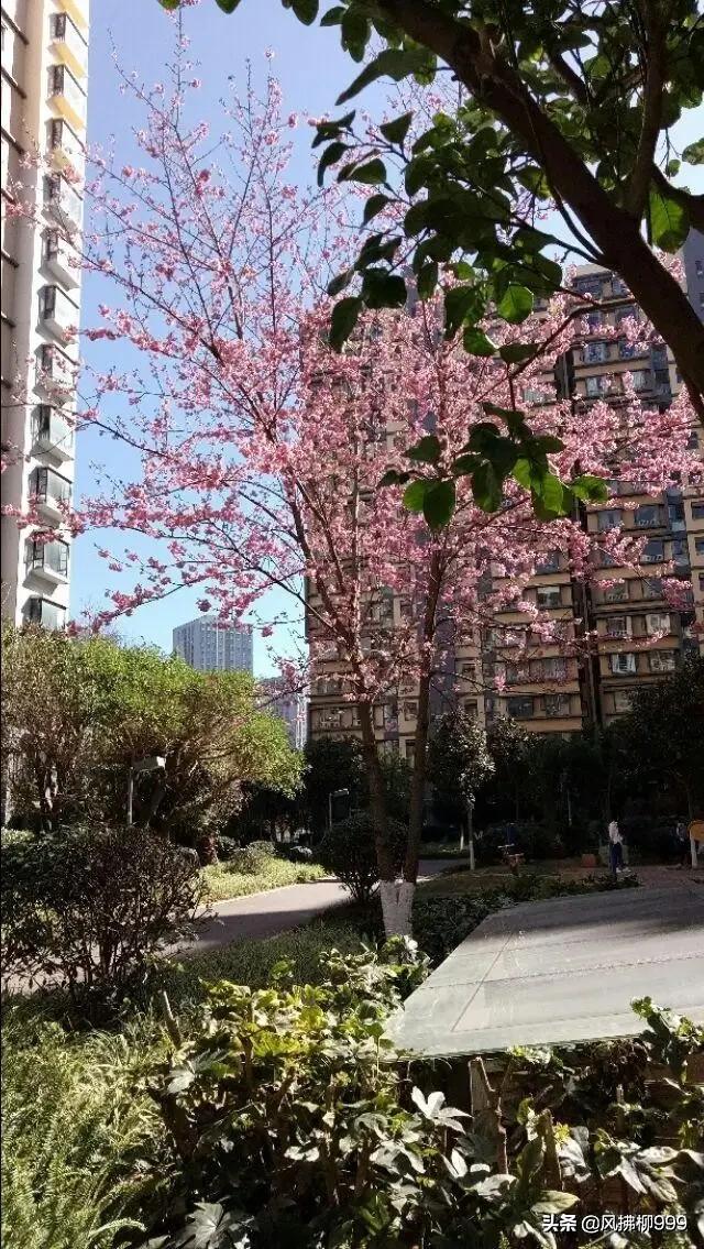 11月必去的云南景点(图14)