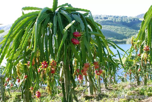 橘子果园适合种植什么,橘子果园适合种植什么植物