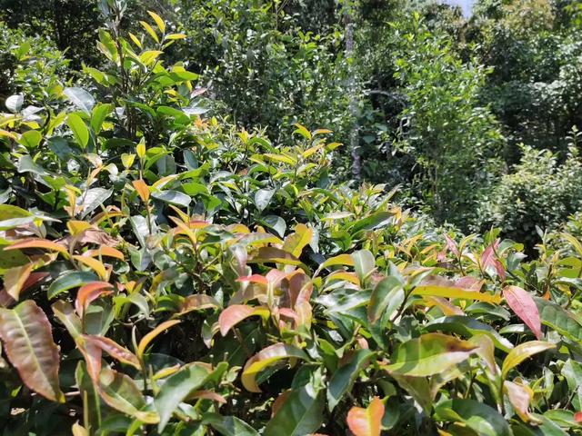 云南普洱市思茅区吃刨猪汤农家乐大盘点,普洱 猪圈