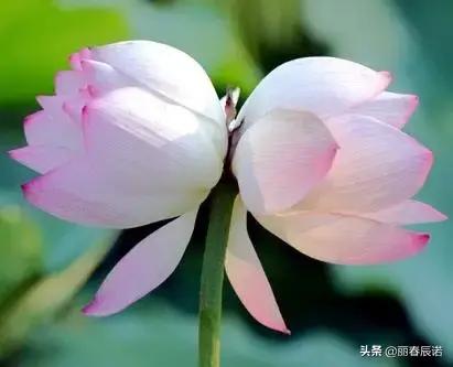 英雄联盟 姜子牙英雄联盟姜子牙封神