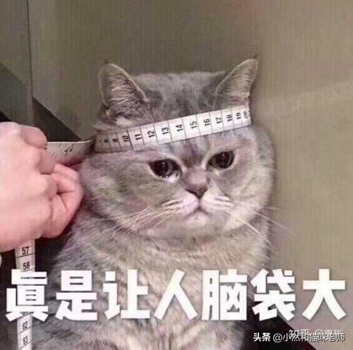 好奇喵海外生活，好奇喵生物小百科